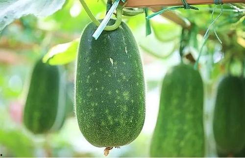 国产四缸吃瓜,吃瓜群众眼中的性能担当