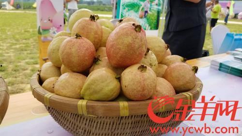 增城区吃瓜,美食地图带你畅游瓜果盛宴