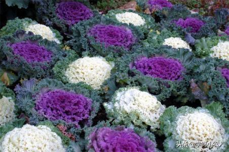 吃瓜直播羽衣甘蓝,吃瓜群众见证羽衣甘蓝的神奇魅力