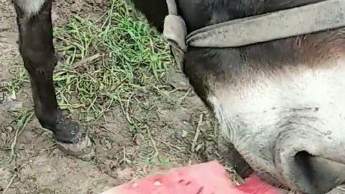 老驴吃自己的瓜,一场荒诞的寓言之旅