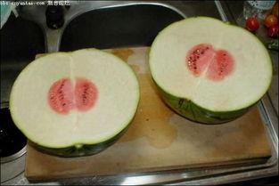 吃瓜极品基地,一场视觉与味蕾的双重盛宴