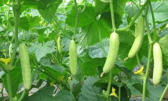 小幺吃玉瓜,小幺的玉瓜美食之旅