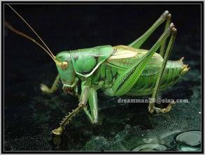 蝈蝈吃瓜照片,蝈蝈与瓜果的和谐交响