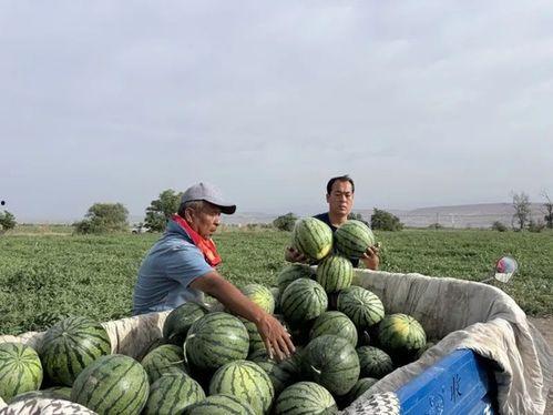 哈密三中吃瓜,揭秘校园里的热点话题